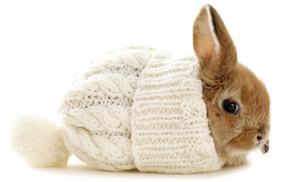animals, winter