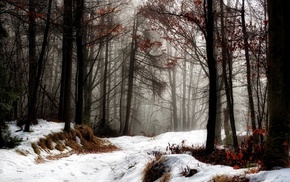 road, forest, winter, nature