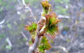 branch, nature, macro