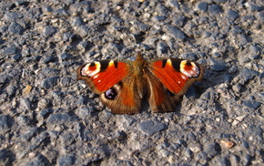 macro, butterfly