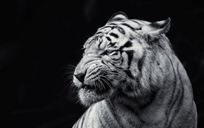 animals, tiger