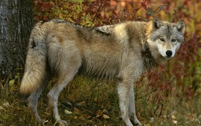 autumn, forest, animals