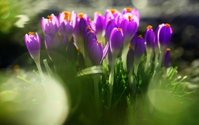 flowers, spring