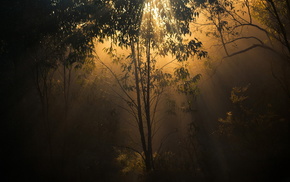 light, forest, trees, nature