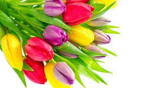 tulips, flowers, drops