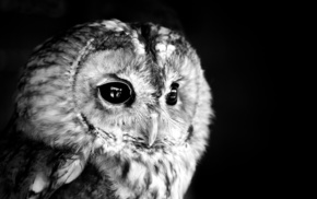 animals, owl, photo