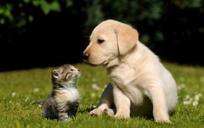 puppy, kitten, animals, grass, dog
