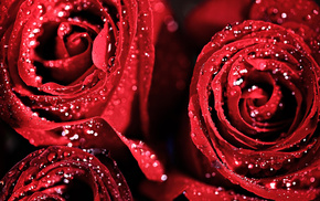 red, roses, drops, flowers