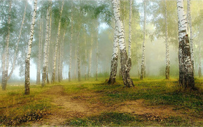 nature, trees, forest