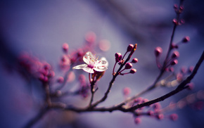 cherry, macro, nature, flower