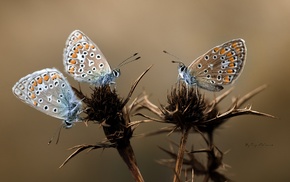 macro, flowers, animals, wings