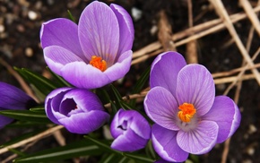 spring, stunner, flowers