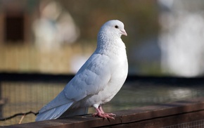 bird, animals, white