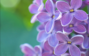 flowers, spring, purple
