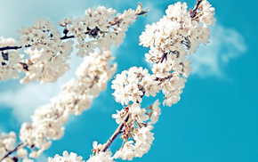 sky, flowers, branch, spring