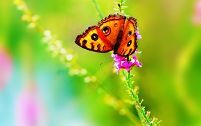 summer, butterfly, nature, flower