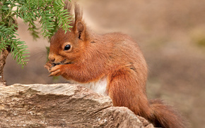 animals, red hair