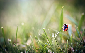 macro, grass