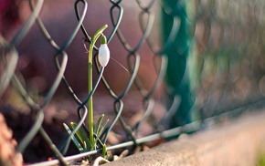 macro, fence, flower