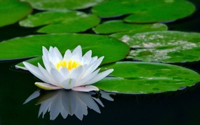 pond, flower, flowers