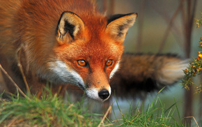 animals, fox, red hair