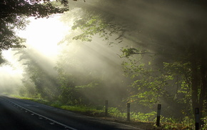 road, trees, nature, light