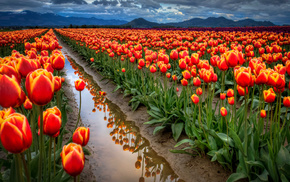 field, water, tulips, flowers, mountain
