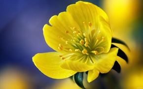 stunner, flowers