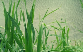 macro, grass, water