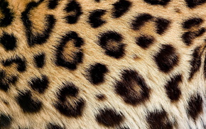 leopard, texture