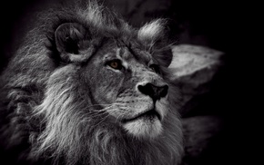 stunner, lion