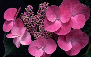 flowers, macro