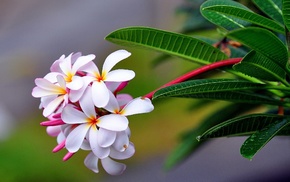 flowers, macro