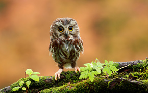 animals, owl, eyes