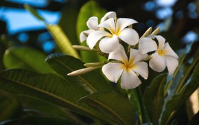 white, flowers, tropical