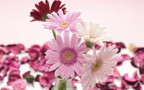 petals, flowers