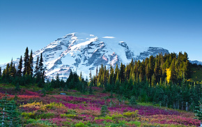 forest, sky, flowers, nature