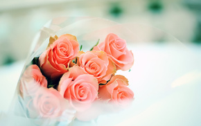 tenderness, flowers, bouquet, roses