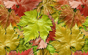 autumn, leaves, grapes