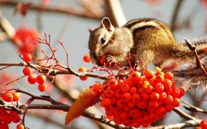 berries, animals