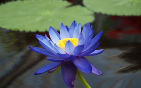 flower, leaves, flowers