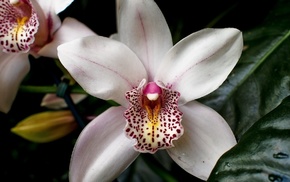 flowers, white, flower