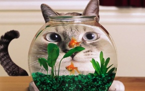 animals, fish, cat