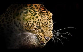 animals, leopard