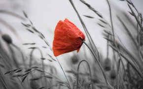 background, flowers