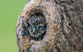 nature, owl, tree, animals