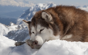 animals, winter, snow, dog