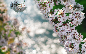 spring, flowers, macro, highlights, twigs