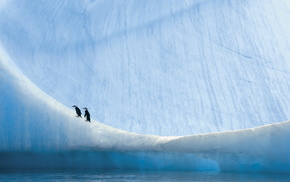 nature, penguins