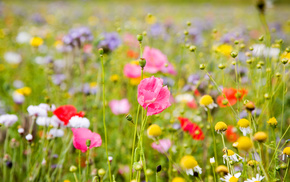 field, bokeh, flowers